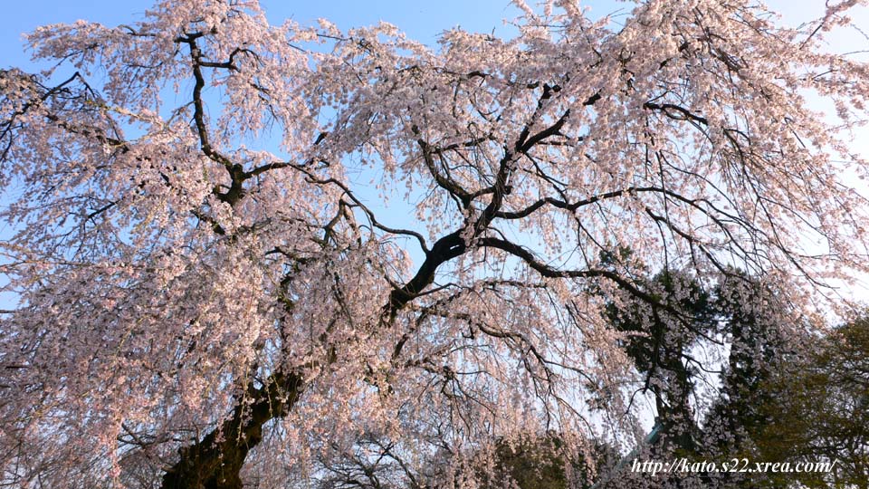 img_l/0326sakura_03L.jpg