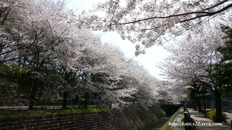 img_l/0405sakura_01L.jpg